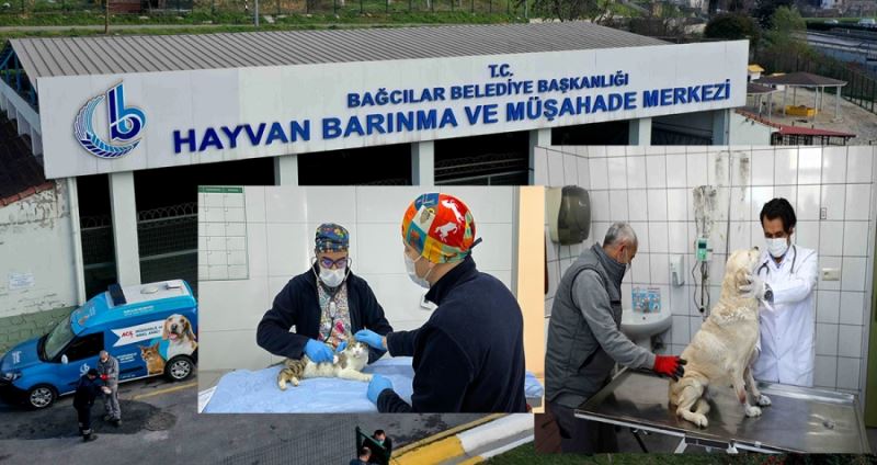 15 Bin 973 Sokak Hayvanı Tedavi Edildi