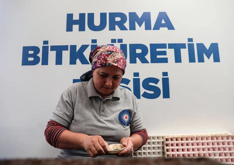 Büyükşehir Belediyesi kendi ürettiği çiçek ve  bitkilerle yıllık 22 milyon lira tasarruf ediyor