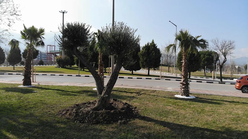 Büyükşehir’in Ürettiği Bonsai Zeytinler Şehri Süslüyor