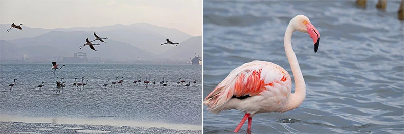 İzmit Körfezi’nde 351 flamingo kanat çırpıyor