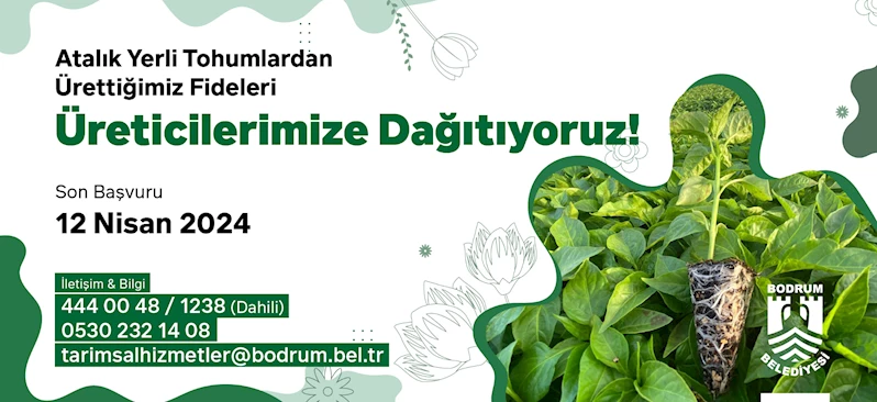 ATALIK YERLİ TOHUMLARDAN ÜRETİLEN FİDELER DAĞITILACAK