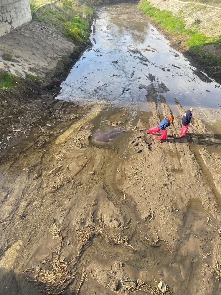 Nehir Yatağında Bir Kişi Ölü Bulundu