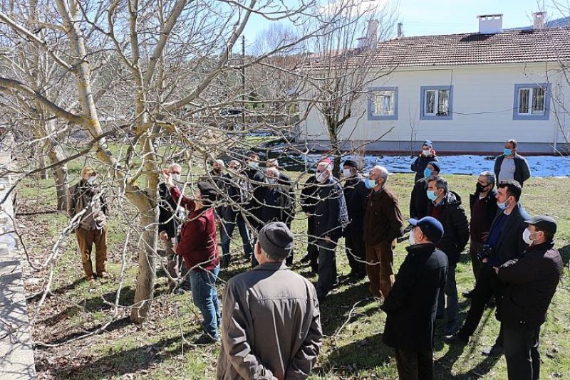 Akseki’de çiftçiye budama eğitimi verildi