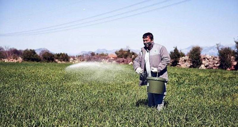 Kepez buğday tarlalarına gözü gibi bakıyor